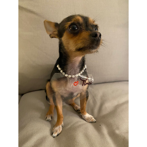 Boujie Bibs mascot wearing a designer cover-up